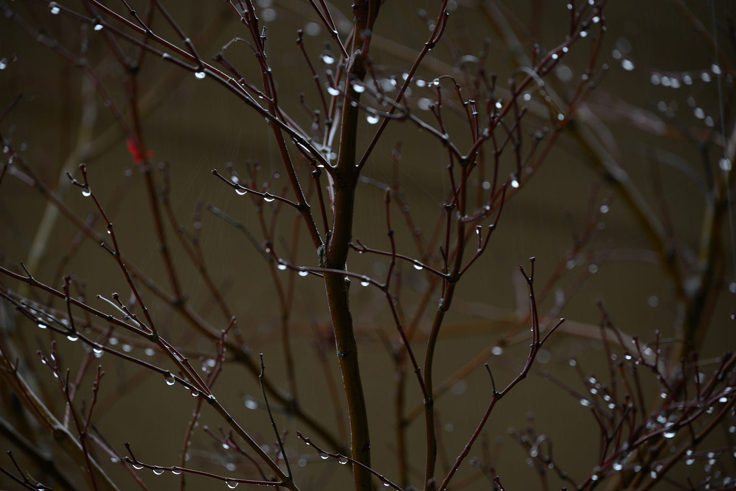 Raindrops cling to bare branches with a single small red leaf visible on the left