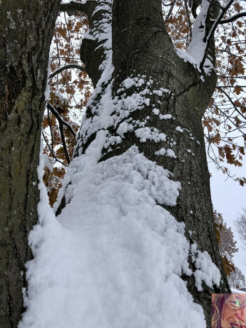 Première neige (crédit photo Phrenssynnes)