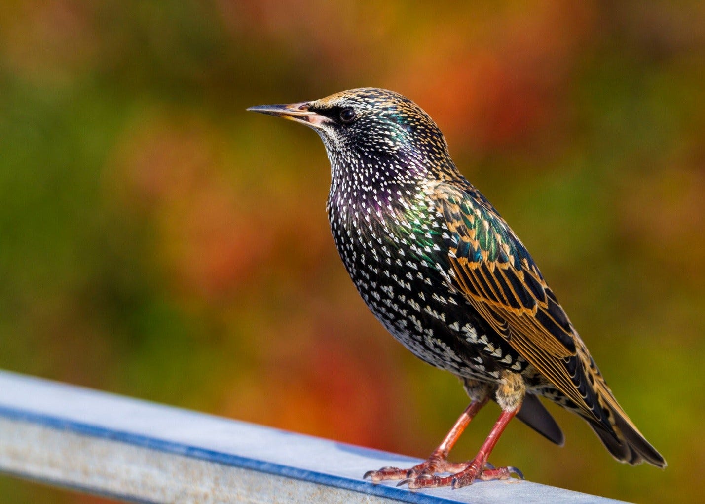 Ways to Make Your Backyard Unattractive to European Starlings