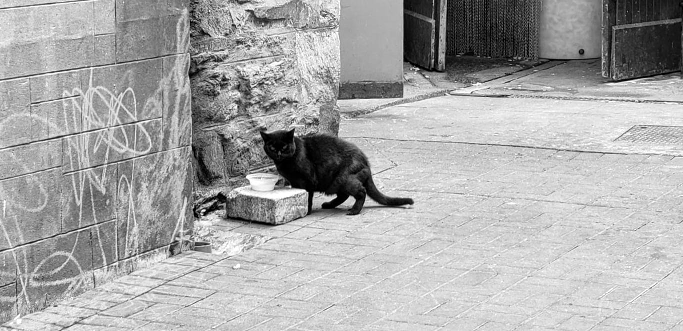 A black cat in an alley looks up from the bowl of milk she was enjoying to glare at the camera