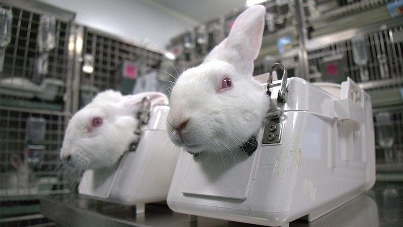 Stop Animal Testing Lab Practices · Movement · Change.org