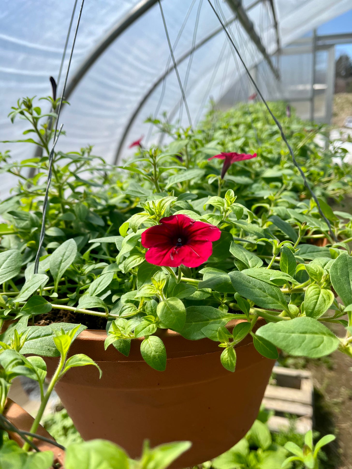 red petunias blooming in a hanging basket inside a greenhouse
