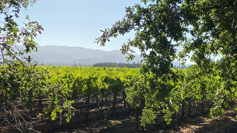 Pelosi Napa Valley vineyard sprawls out in front of mountain on sunny day
