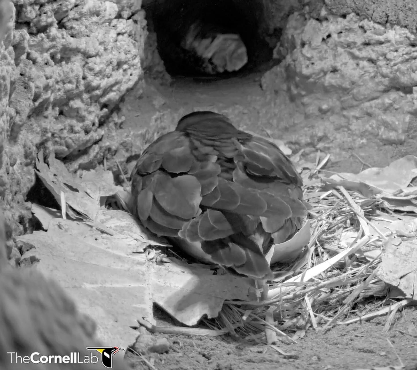 Literally just a Bermuda petrel sitting on some vegetation in a burrow, in black and white. You can't even see its head.