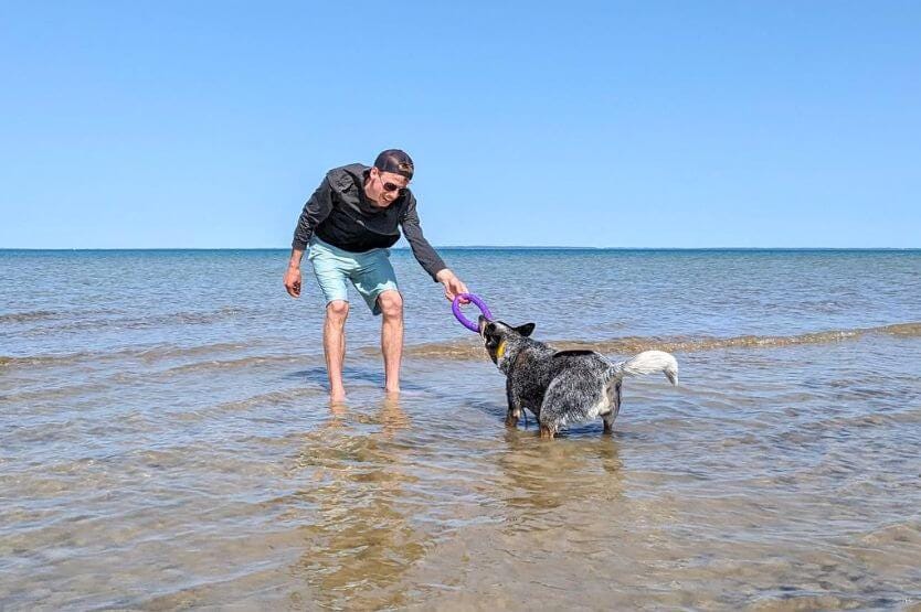 Scout the blue heeler and Sean the young man play tug with a purple puller ring toy in the shallow water of Lake Michigan