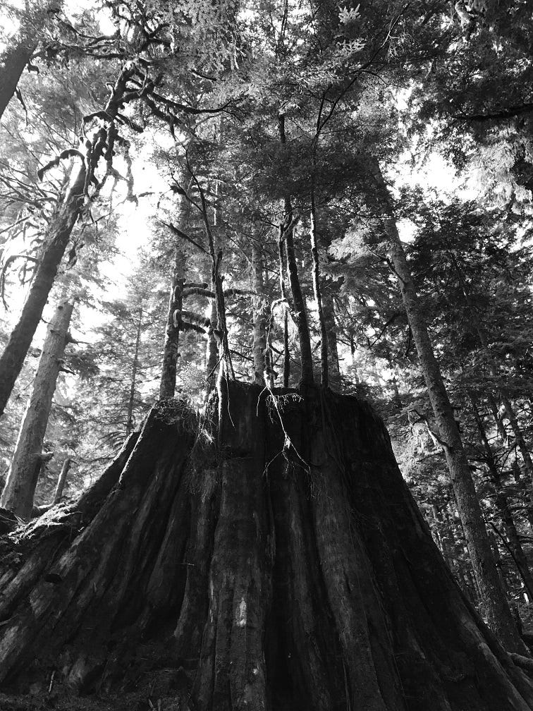 A black and white photograph of an old growth tree stump with new evergreen trees growing from it's flat top.  Tall evergreens grow around it in a circle reaching up to the sky.