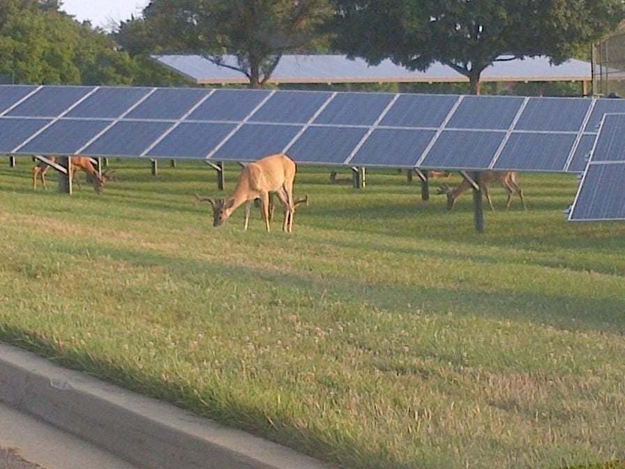U.S. Department of Energy on X: "A herd of deer graze Solar panels catch  some rays #Energy Wednesdays. #solarhaiku http://t.co/nE9tOP8tm0" / X