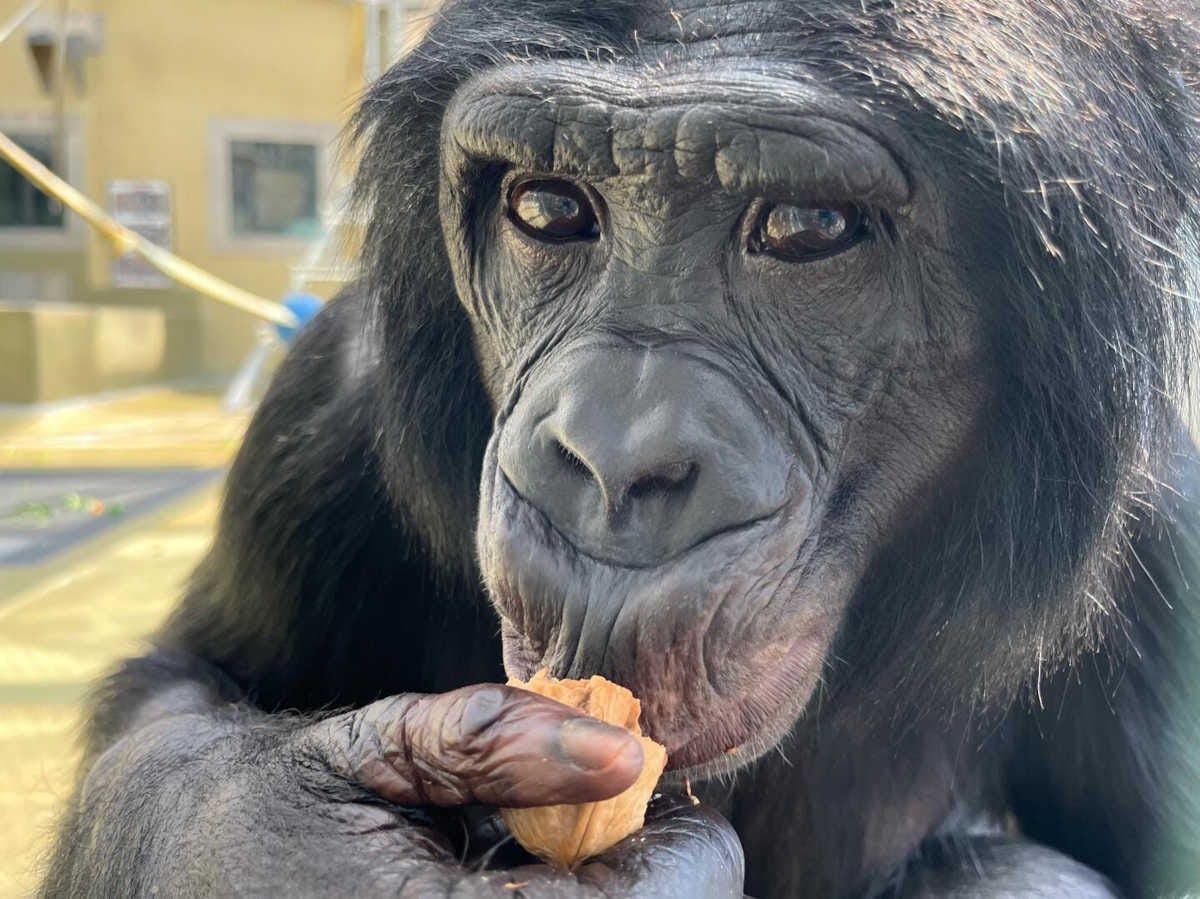 primer plano de una hembra de bonobo comiéndose una nuez