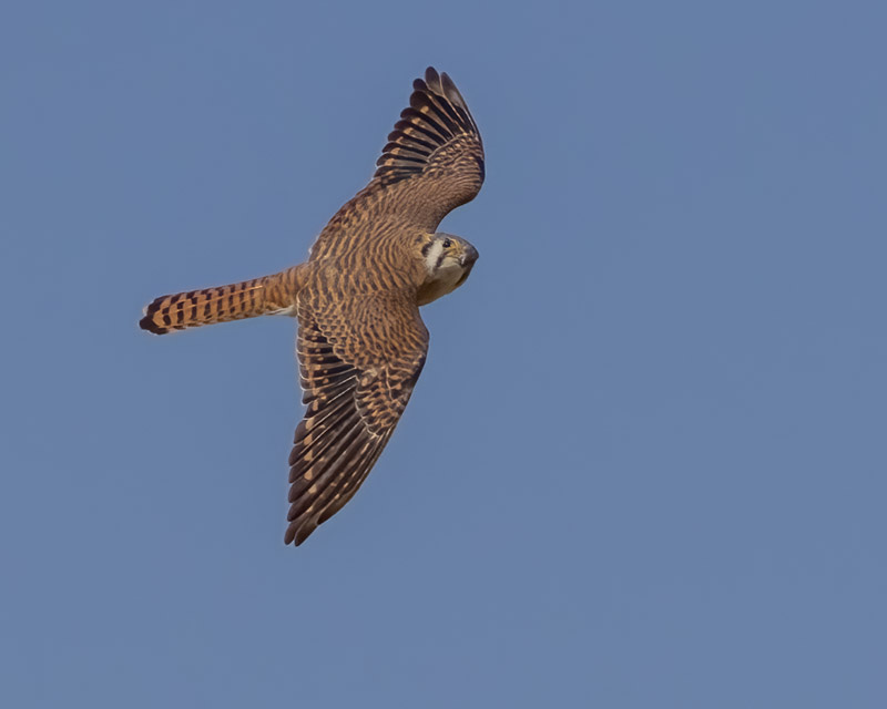 20250401-Marana-663-Edit.jpg