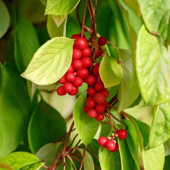 Schisandra - St. Francis Herb Farm