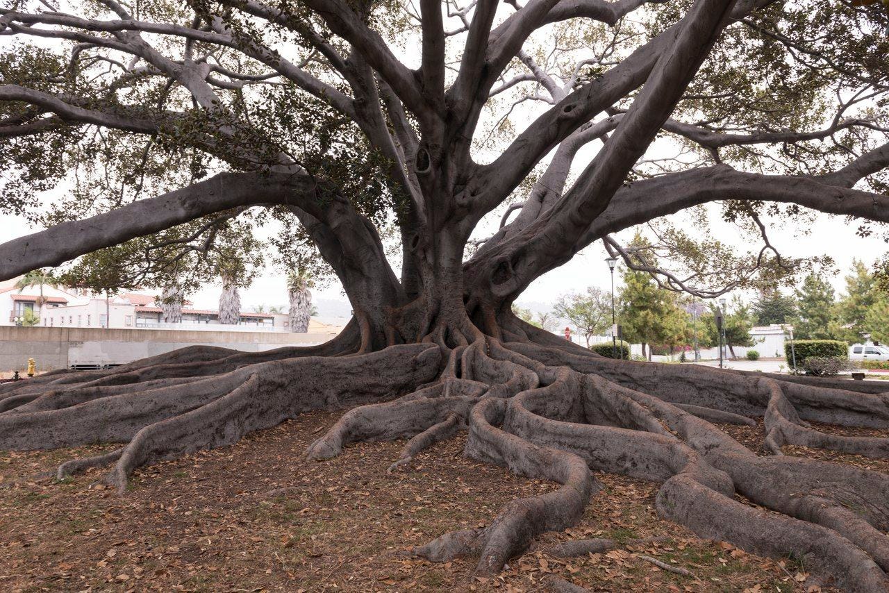 Ficus macrophylla [Moreton Bay Fig - Buttress - Wikimedia - Santa Barbara California].jpg