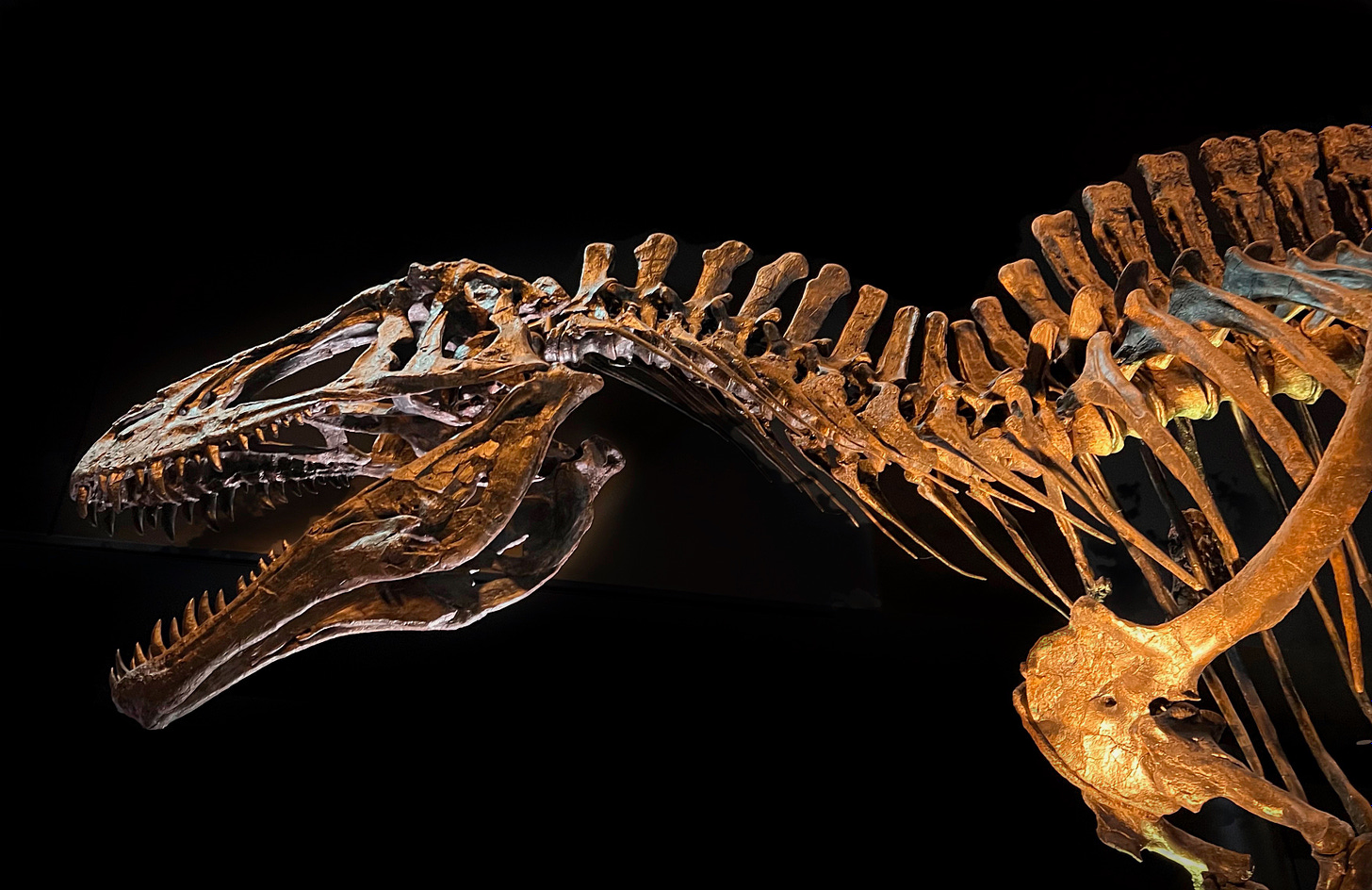 The skeleton of a dinosaur with an open jaw and teeth against a black background