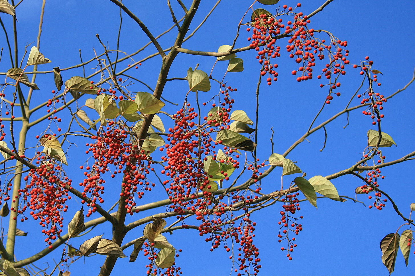 Idesia polycarpa, rami da cui pendono le bacche rosse stagliate contro un cielo blu