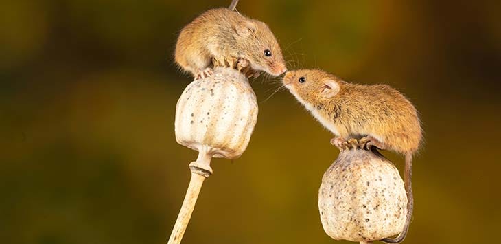 Photo of two mice.