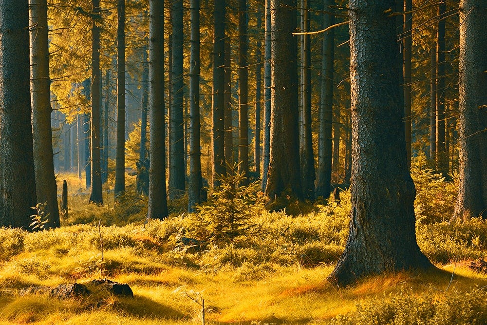 Investir dans une forêt pour diversifier ses placements financiers