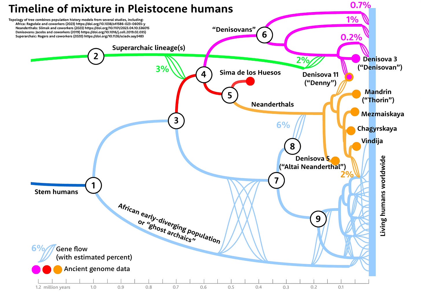 Graphic illustrating mixture among Pleistocene humans. The superarchaic lineage is shown mixing with the common Neanderthal-Denisovan ancestors and also with Denisovans. Graphic illustrating mixture among Pleistocene humans. The superarchaic lineage is shown mixing with the common Neanderthal-Denisovan ancestors and also with Denisovans.