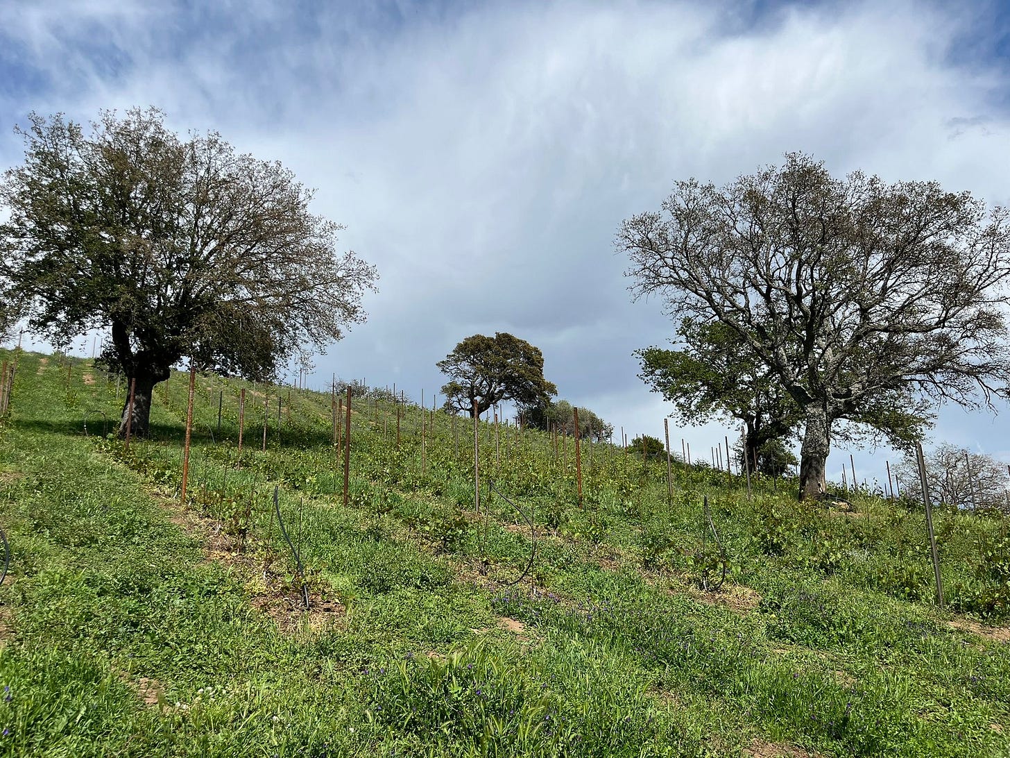Sardinian vineyard complete with posts