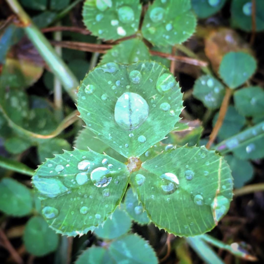 Dewdrops on shamrocks every morning. Our garden is bedazzled.