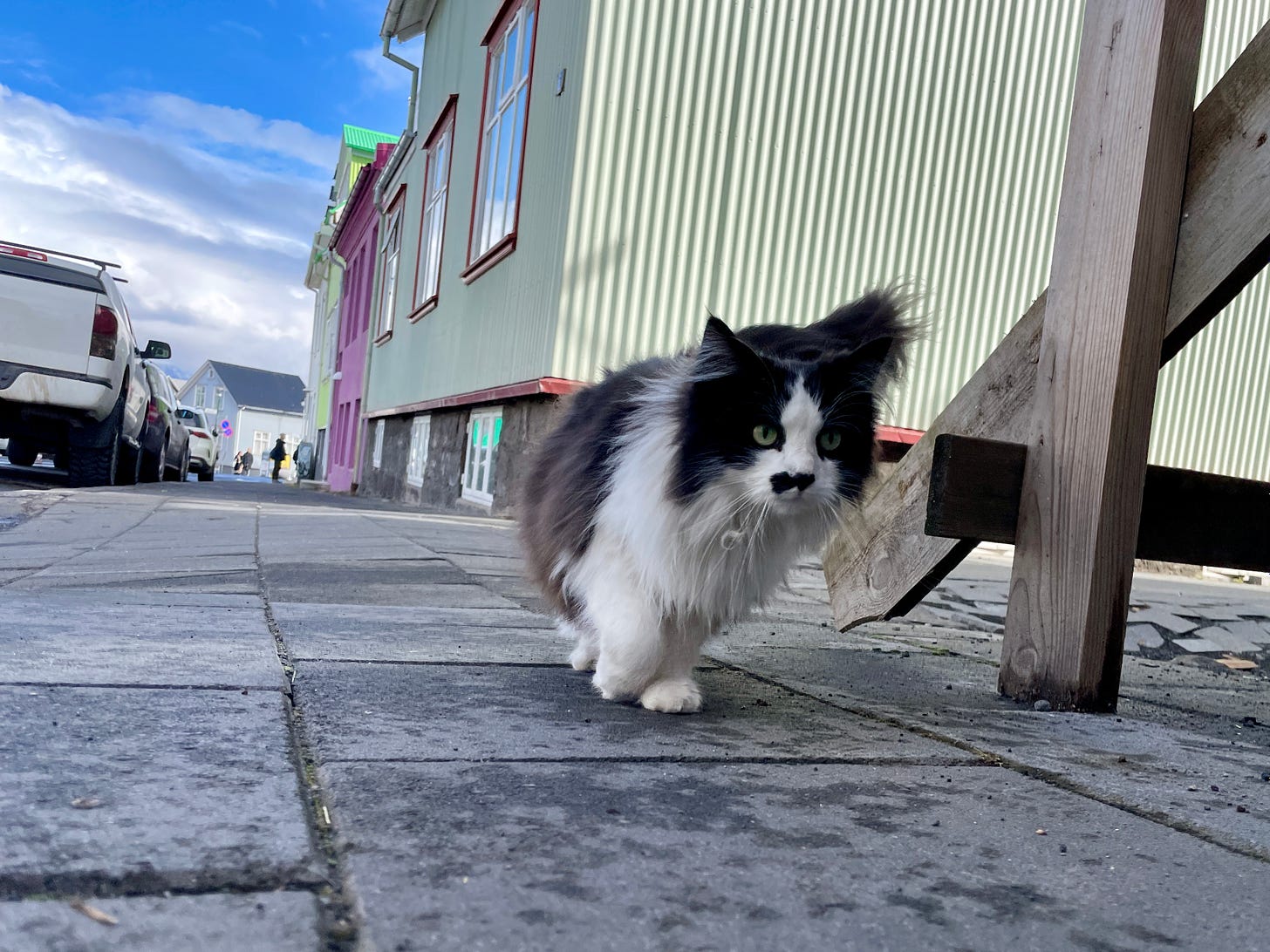 A black and white street cat in Reykjavik.