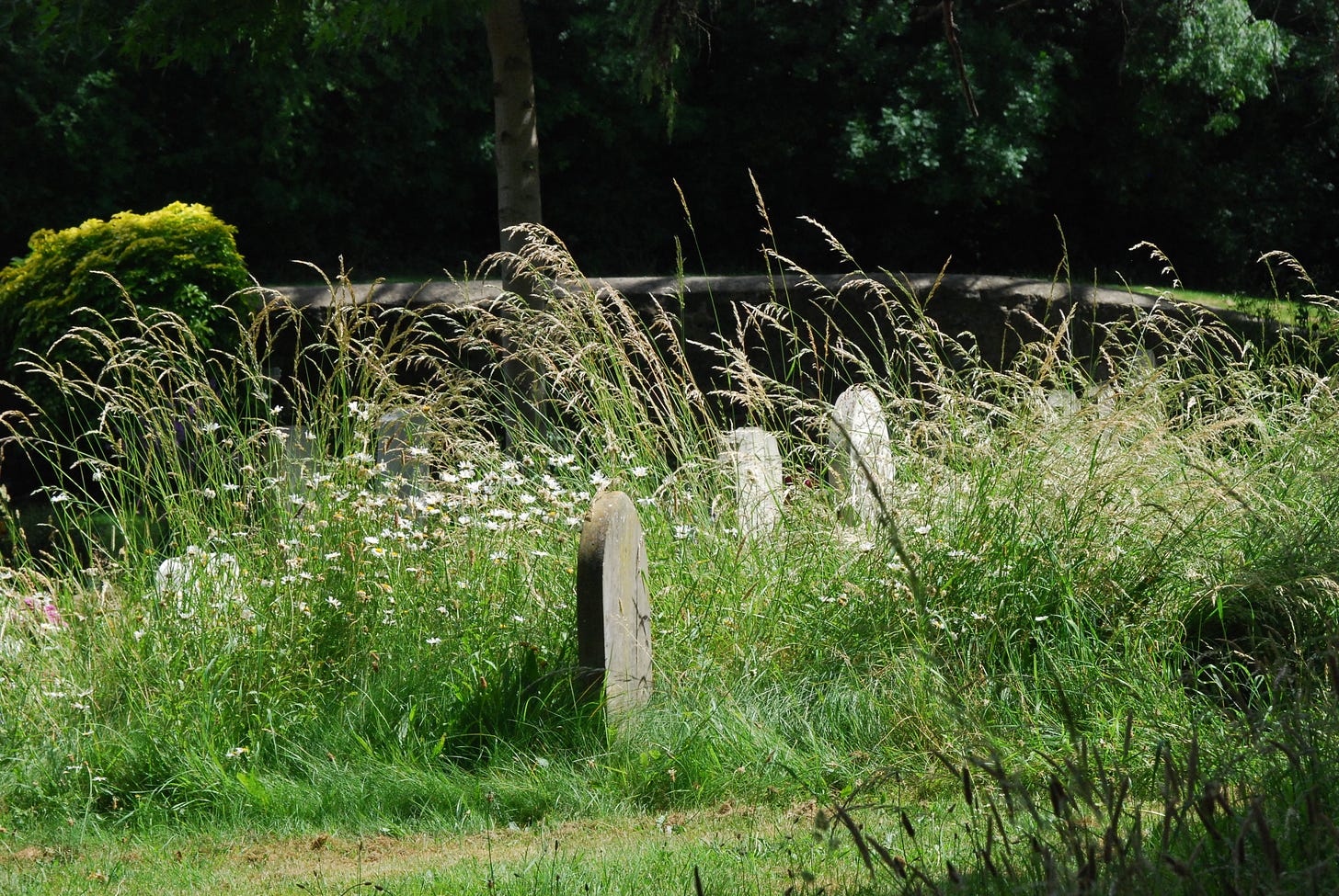 Gravestones in the daisies at Holy Trinity, Headington, UK. 