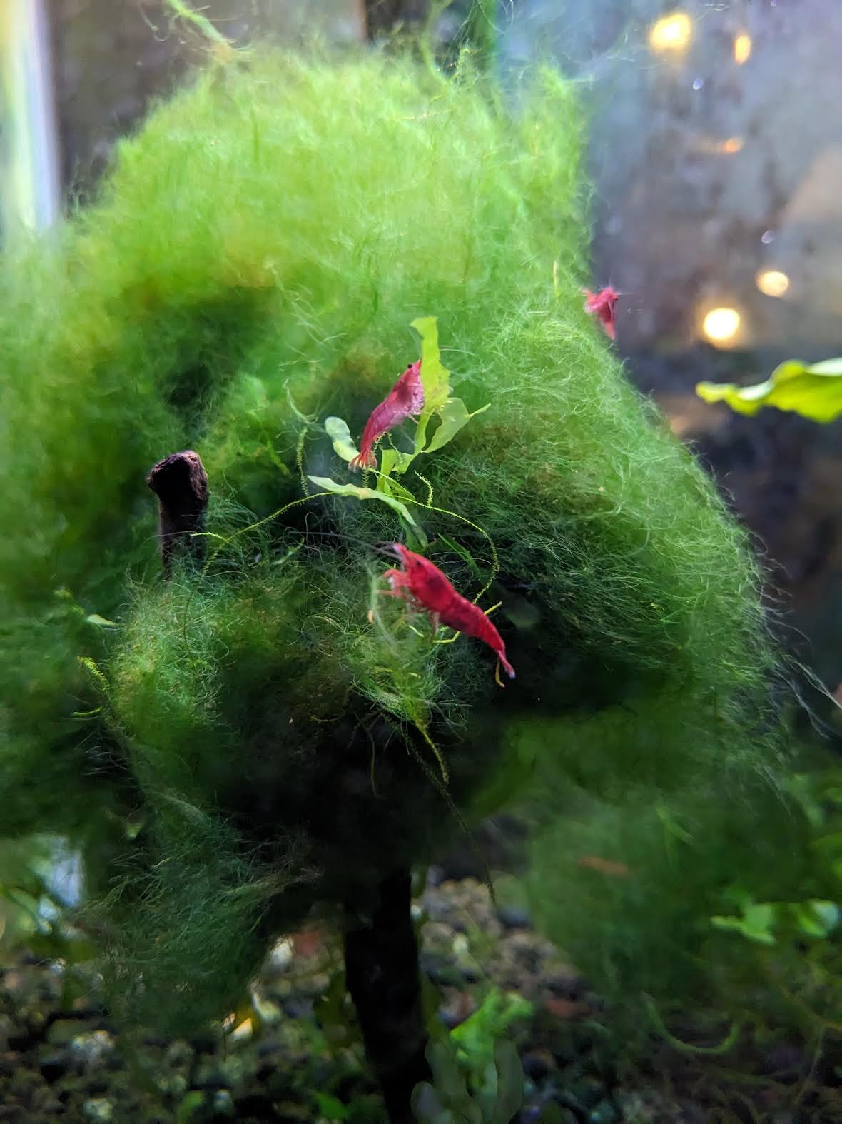 3 shrimp having fun on an algae tree.
