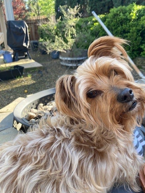 Wookie sits on a lap in front of the fire pit.