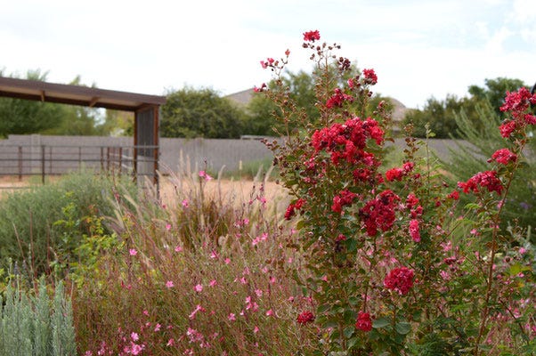 Gaura and Lagerstroemia