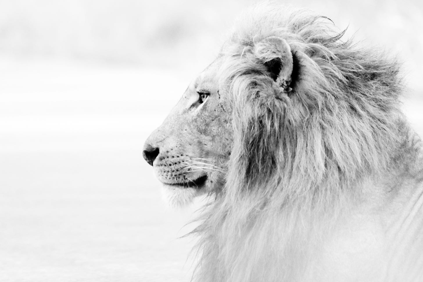 Black and white photo of side profile of a lion