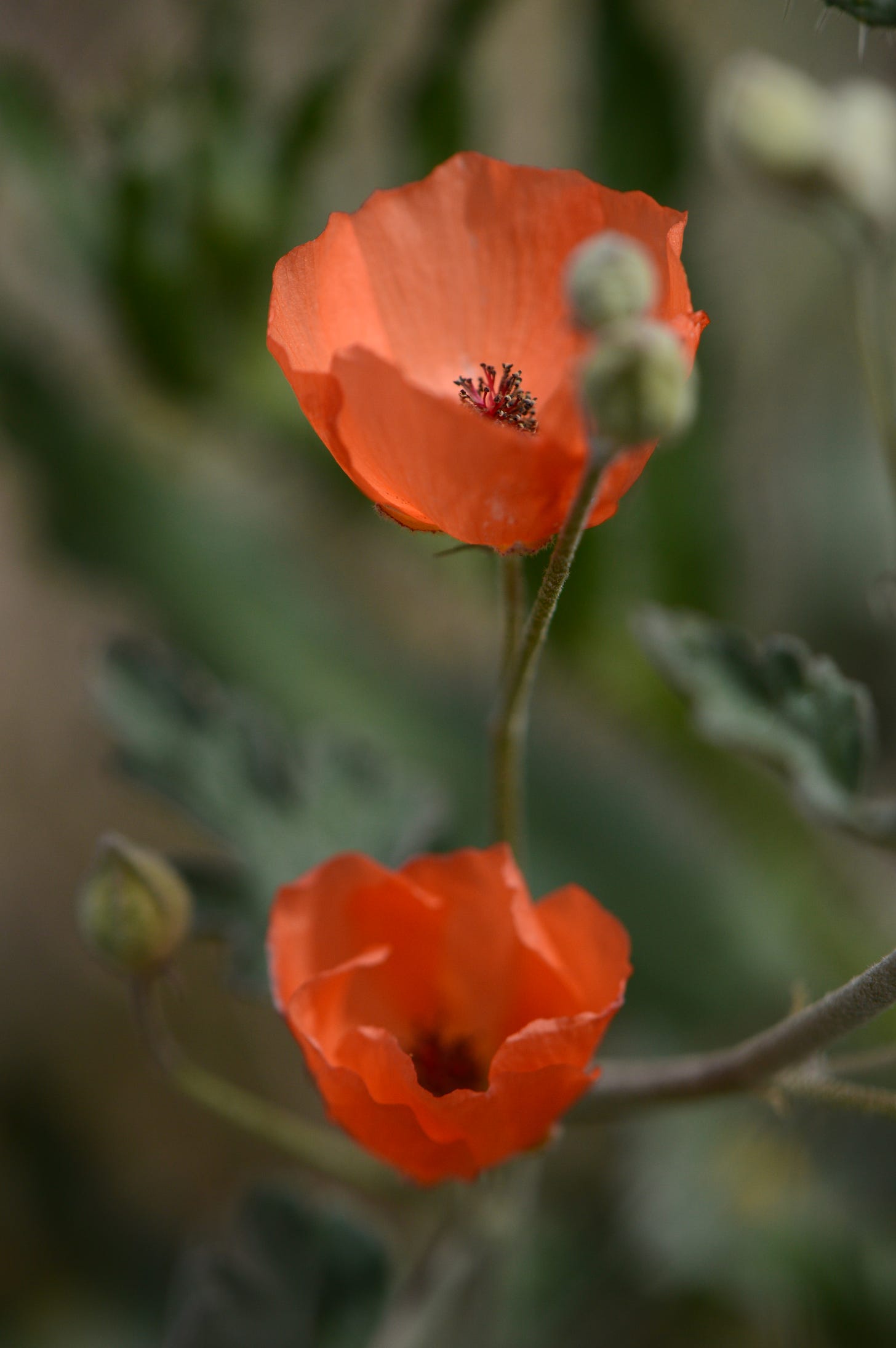 orange wildflowers are cup-shaped with maroon stamens deep inside