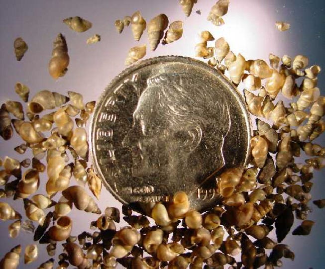 New Zealand mud snail shells compared to a U.S. dime. The snails are much smaller than the dime.