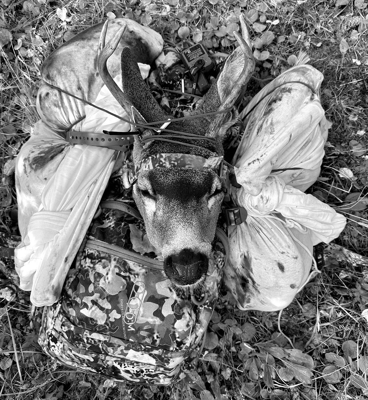 Game bags full of meat as well as trophy secured to the author's backpack.