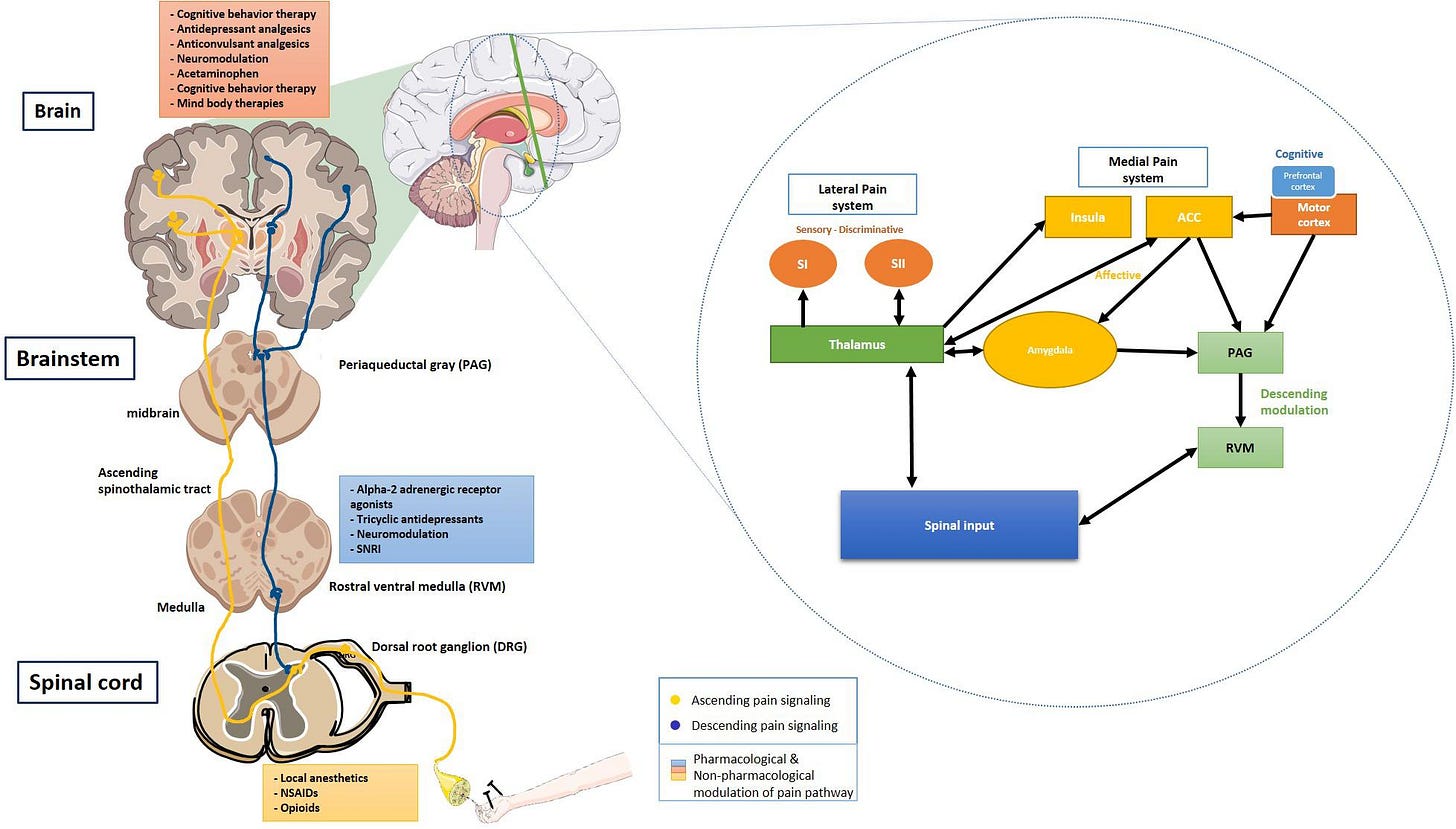 Frontiers | Cognition and Pain: A Review