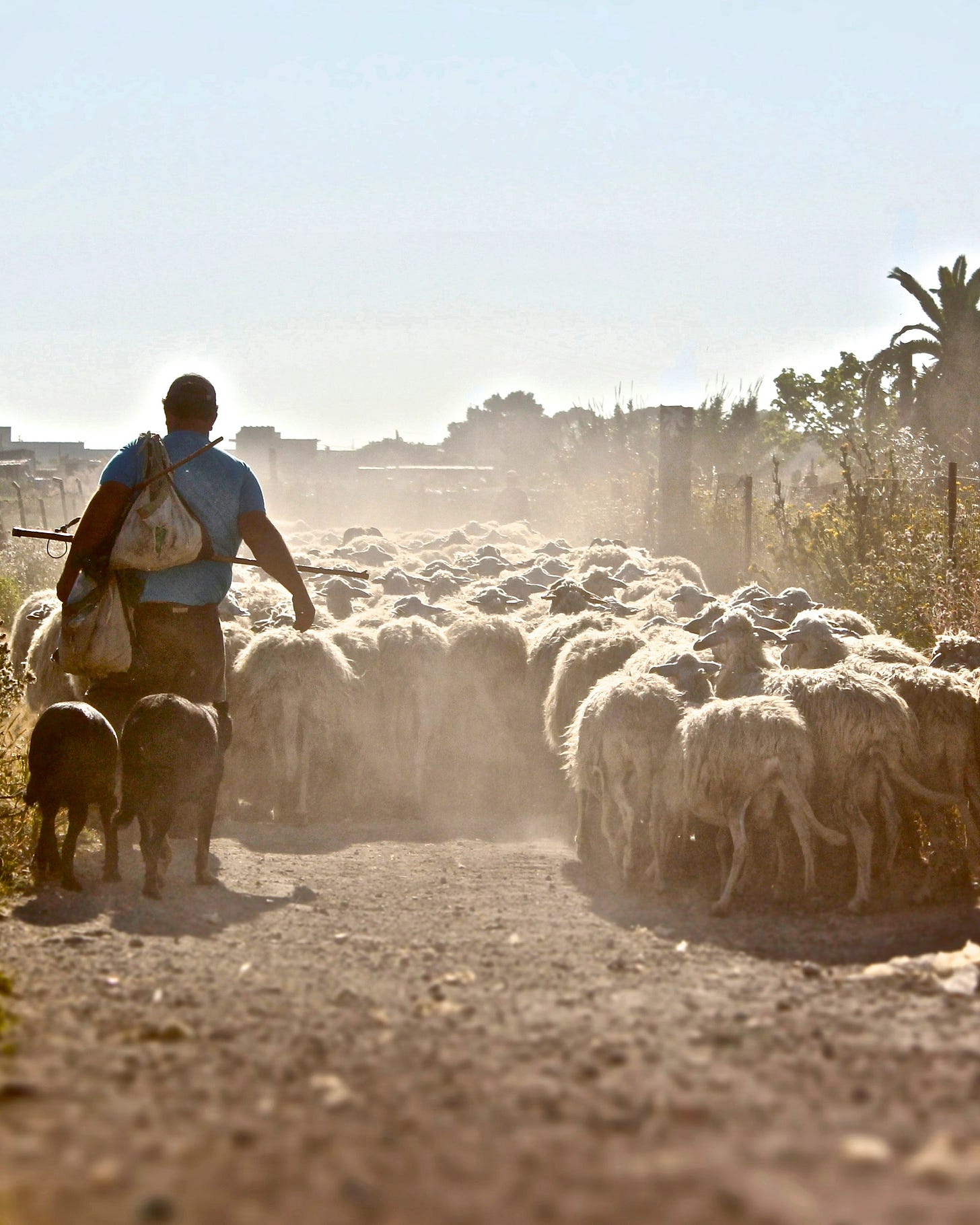 A shepherd and his flock walking along a sunny and dusty road.