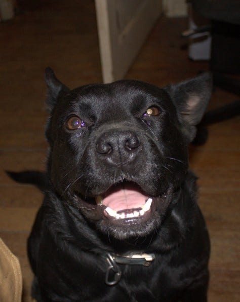 Happy Dog: with flash, and ambient LED lightbulb overhead. Cropped because my office is messy. 