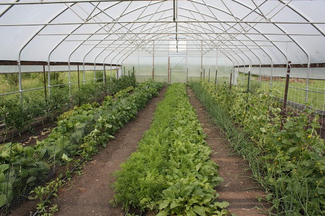 GFF high tunnel with beets and carrots in the middle rows