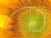 Image result for fibonacci in nature images