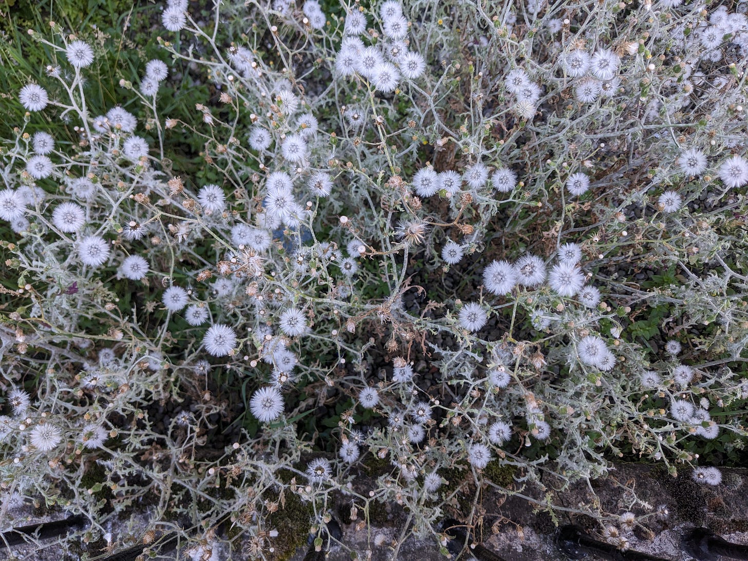 some kind of hawkbit that's gone to seed. the stems are pale gray and the seed heads are white balls like dandelions in seed. a fog of flowers.