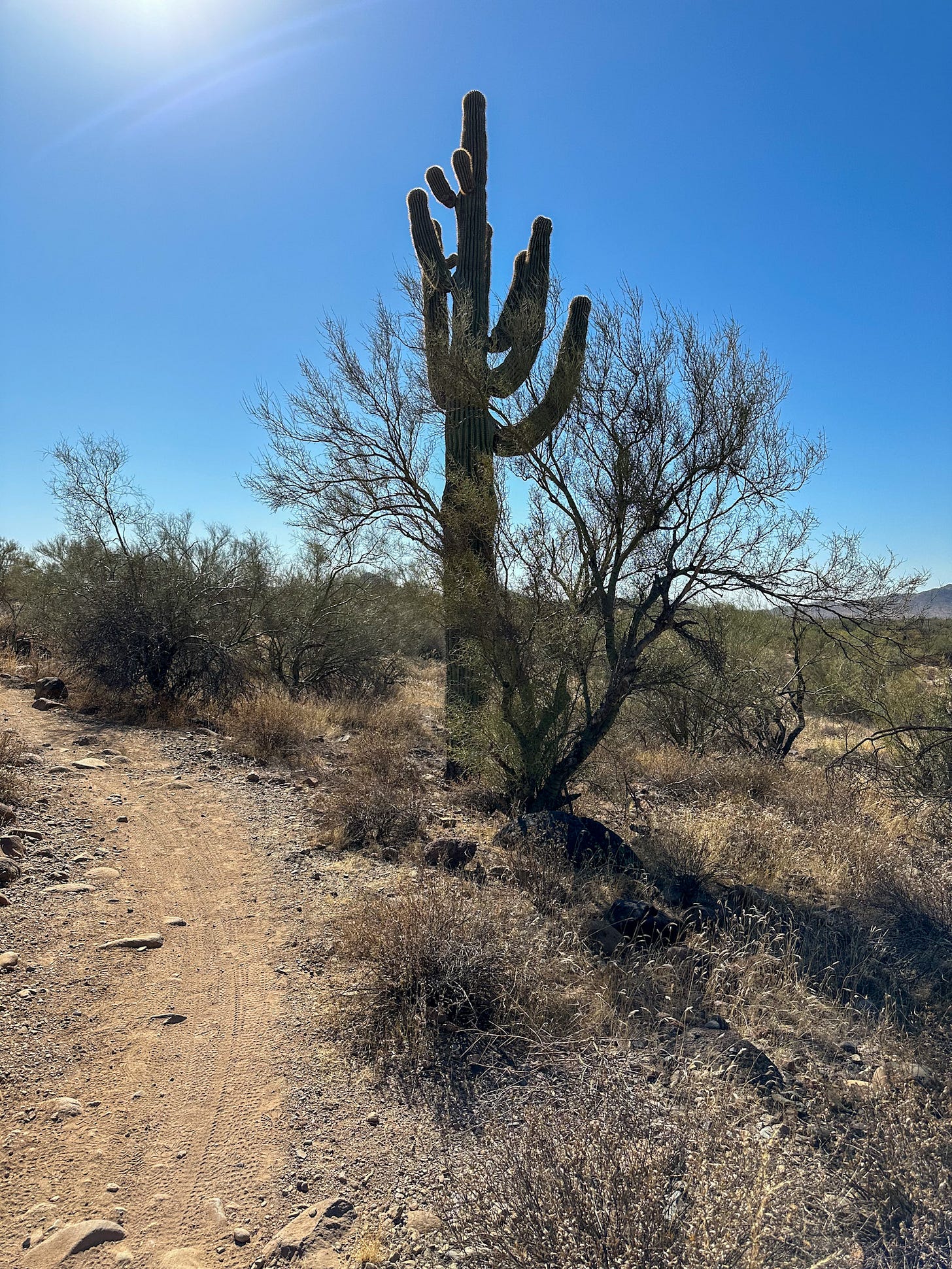 trail in the Sonoran Desert Preserve