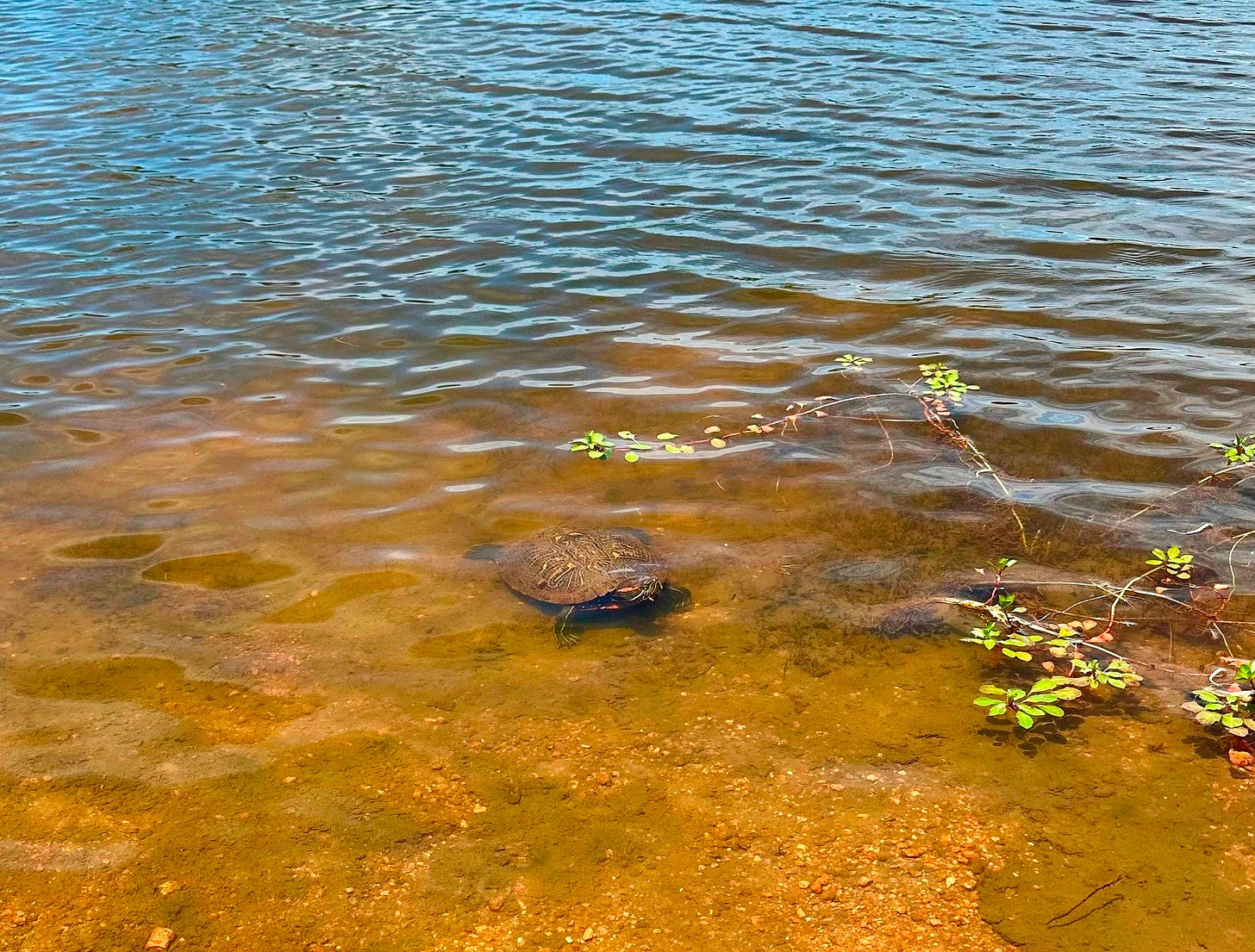 red-eared slider in Moss Lake