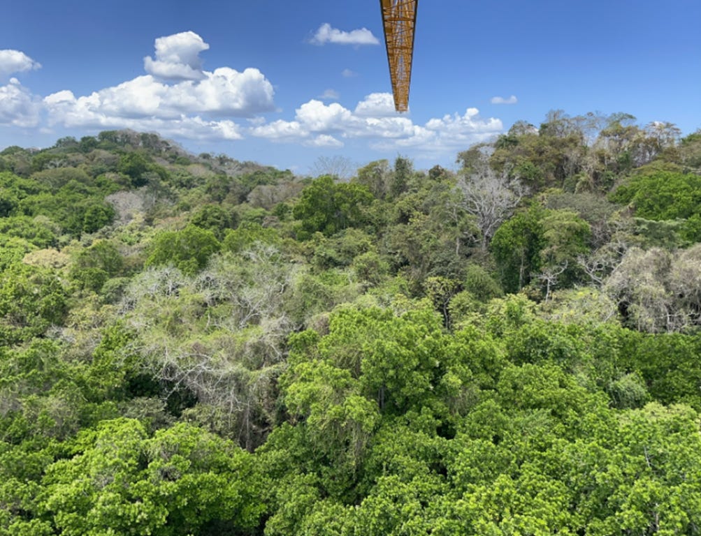 An observation tower overlooks a Panama rainforest 