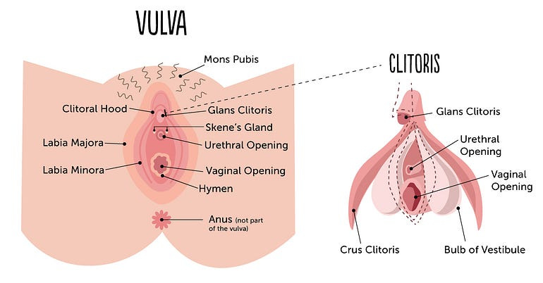 Vulva and clitoris