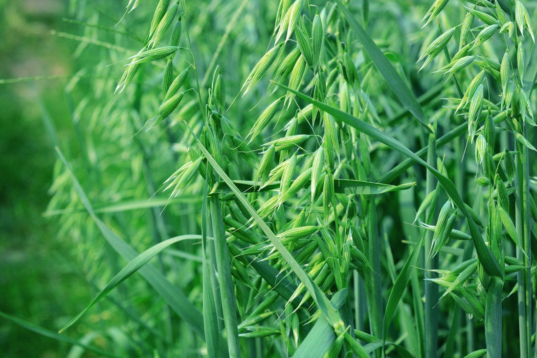 Spring Oats (5 lb.), Cover Crop Seeds