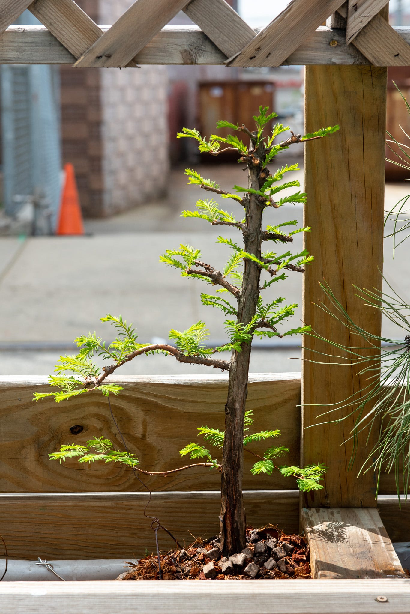 ID: Dawn redwood severely cut back, flushing with delicate new growth