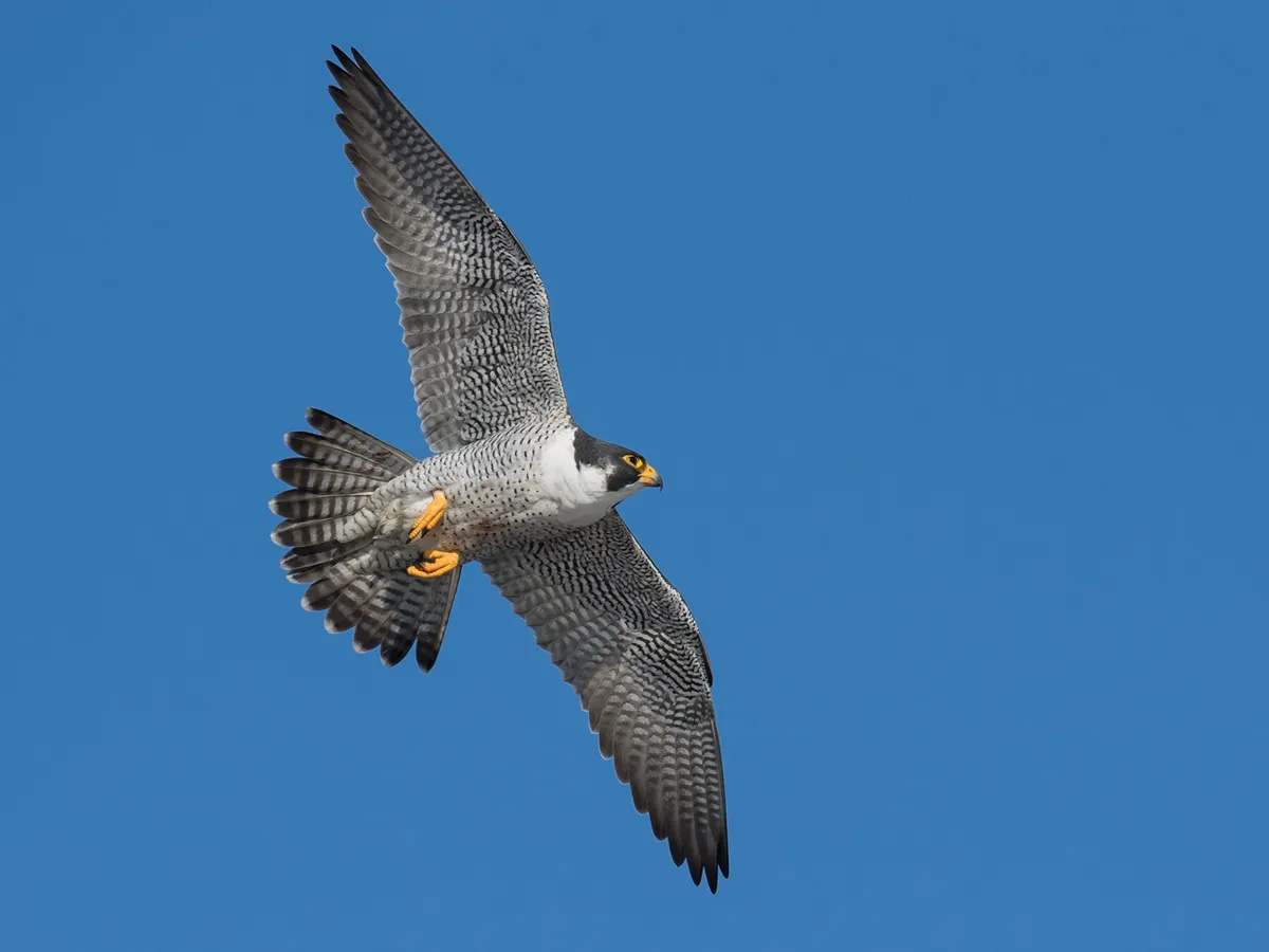 Peregrine Falcon Migration: A Complete Guide | Birdfact