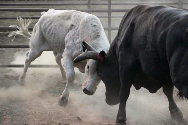 Two bulls fighting