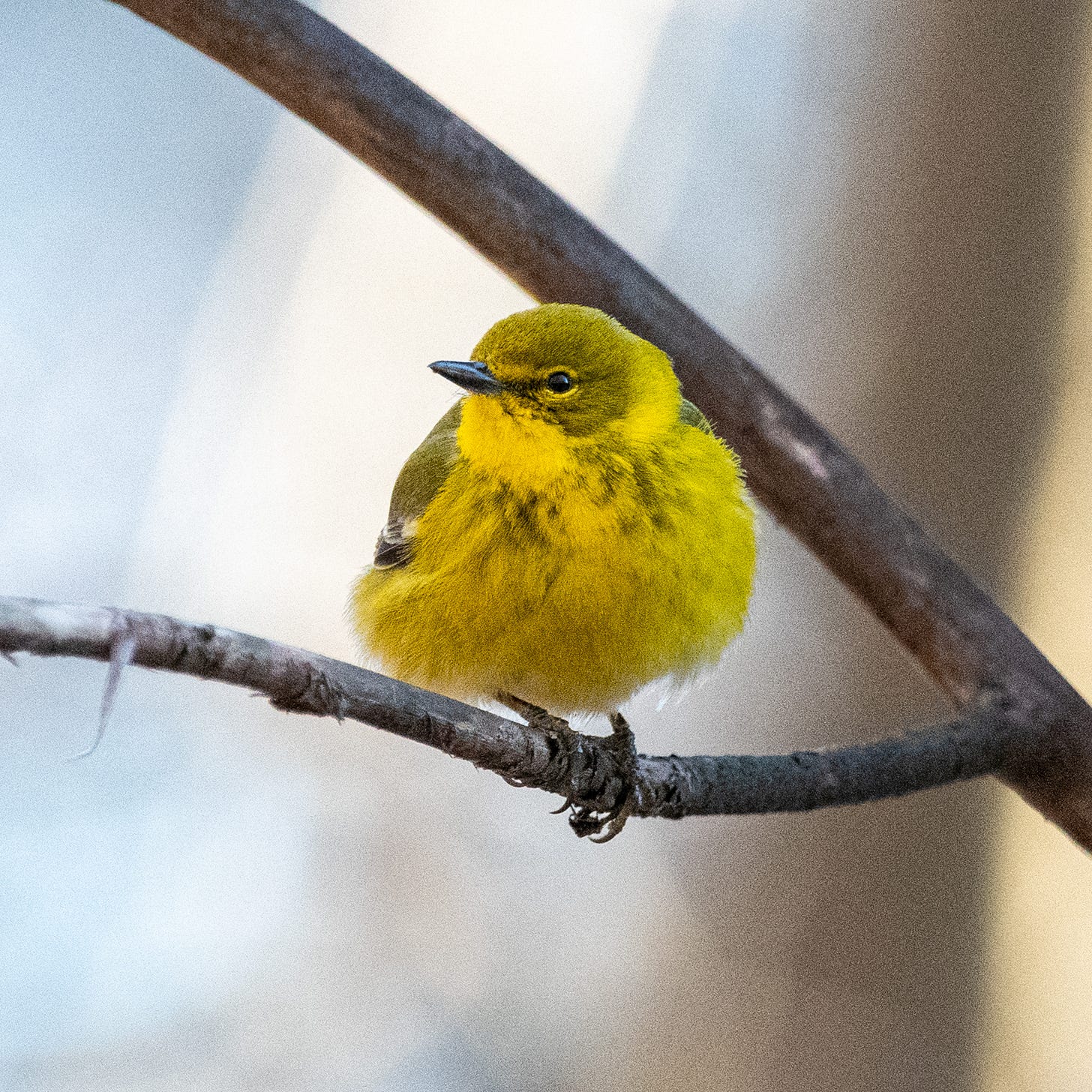 A yellow puffball of a pine warbler, with a bright yellow chin and a greenish-gray face, looks side-eyed at the camera