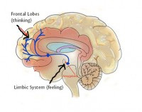 Prefrontal Cortex and Limbic System - MoodSurfing ™