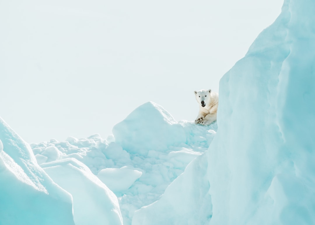 Polar bear resting on an iceberg in the Arctic (taken from a schooner with a 400mm lens and 2x converter👍)