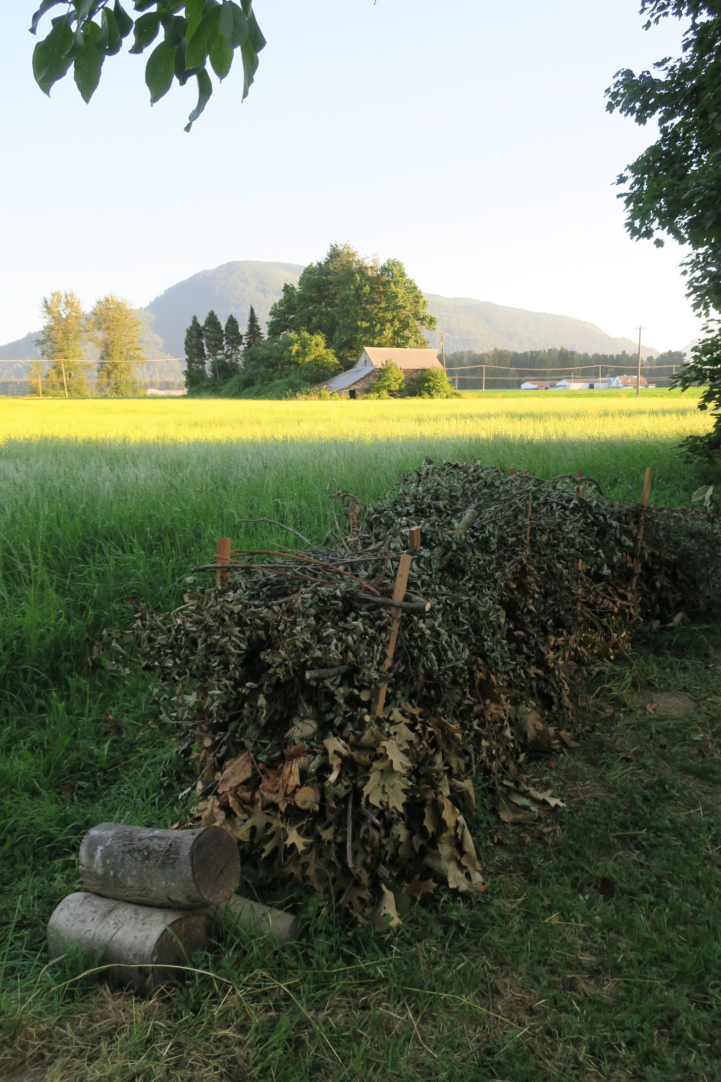 dead hedge