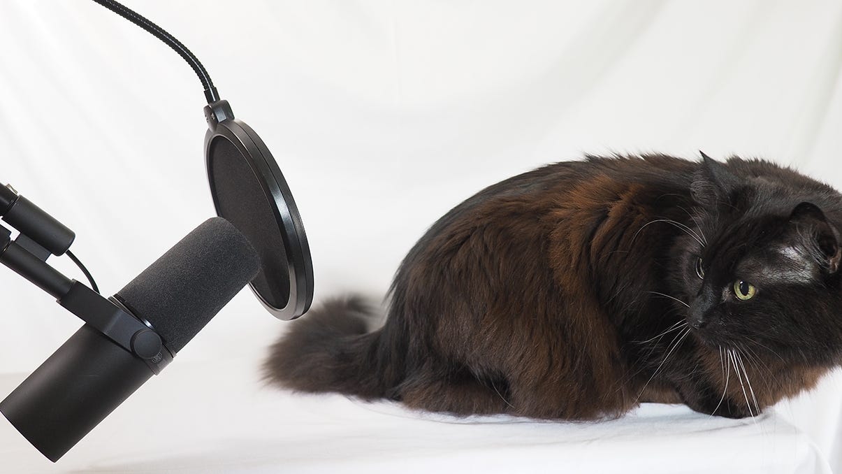 RouRou, The PODCat poses near a microphone in a photo studio with a gleaming white backdrop. The studio microphone hangs from a stand and pokes into the left side of the picture with a pop filter set in front of it. On the right side, PODCat crouches nervously with his back turned on the microphone, but he’s caught with his head turned over his shoulder, facing the mic. He can’t look away, but he can’t make himself go closer.
